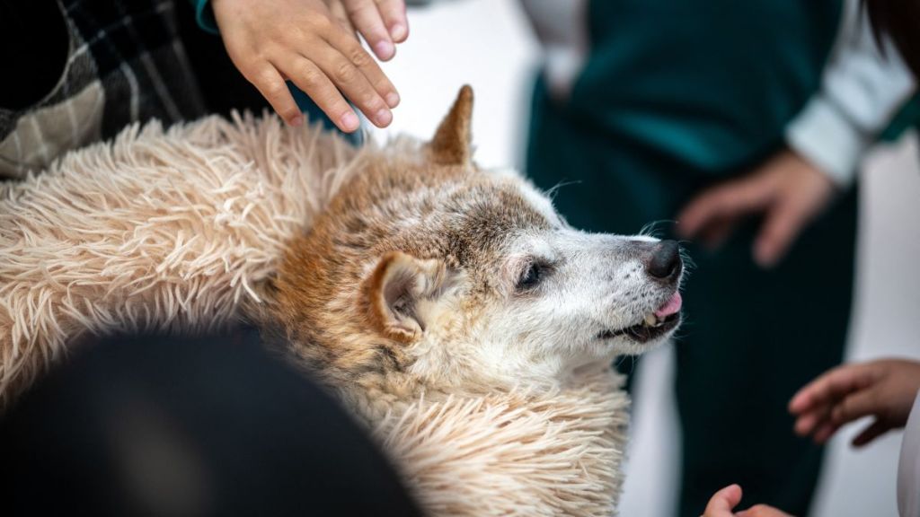 This picture shows shiba inu dog Kabosu, best known as the logo of cryptocurrency Dogecoin. Her fluffy face now frail, Kabosu still flashes the enigmatic smile that made her the go-to meme dog for millennials and inspired a $23 billion cryptocurrency beloved by Elon Musk.