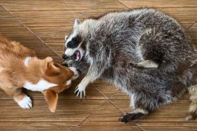 Fat raccoon playing with dog.