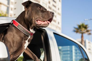 Young pit bull terrier hanging his head out of a car window, the car is driving through the city.