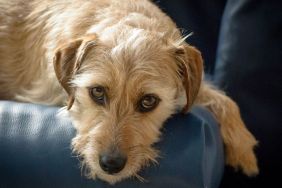 Jack russell terrier mix lies on the couch