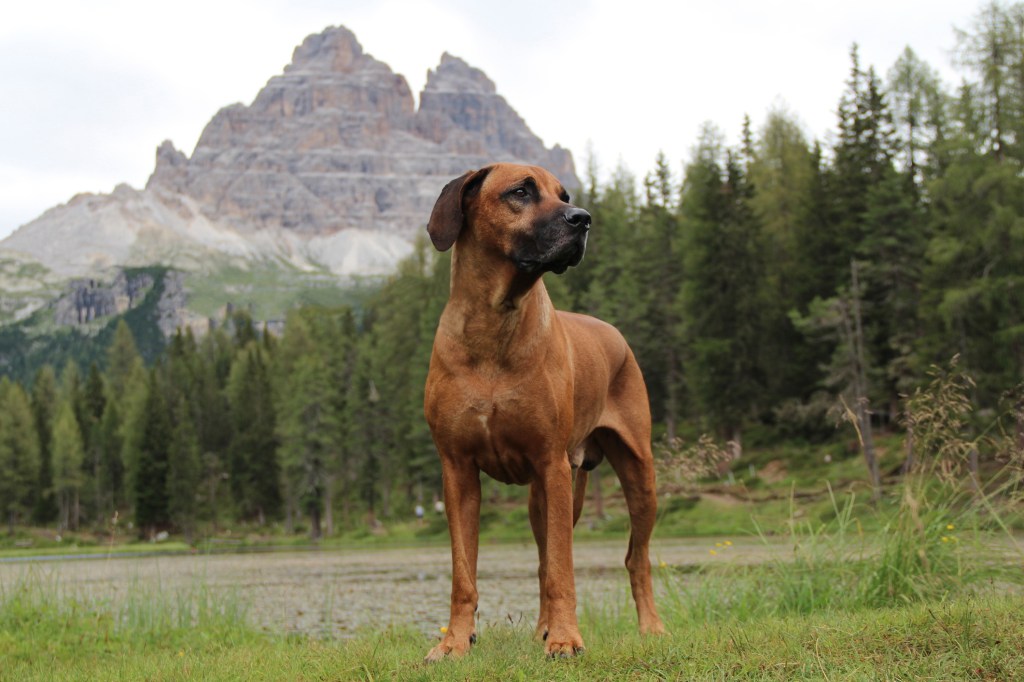 Rhodesian Ridgeback standing in field against trees.