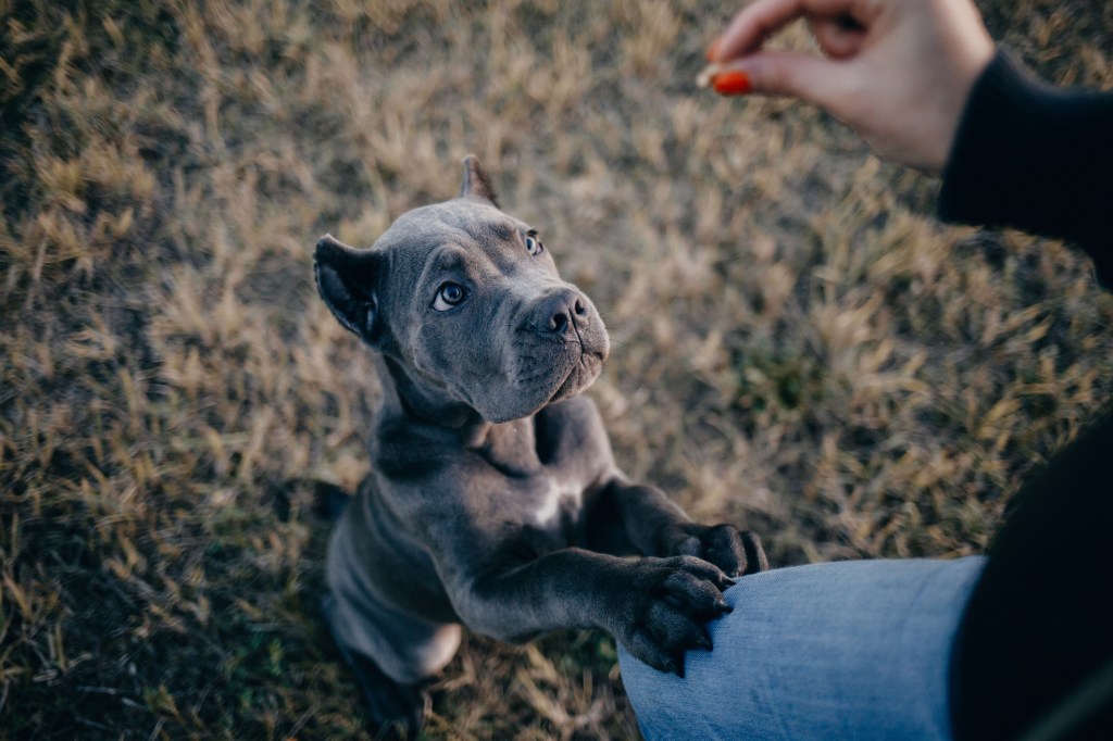 Portrait of silver grey Cane Corso puppy with his owner.