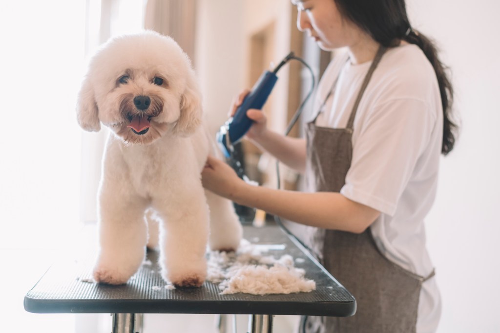 An Asian female pet groomer using electronic shaver grooming a Toy Poodle for a teddy bear cut.