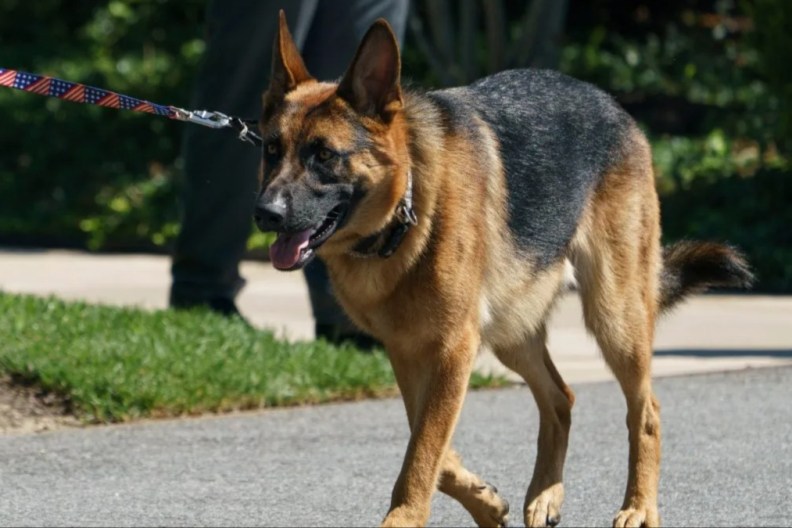 US President Joe Biden's dog “Commander” walks on the south grounds of the White House in Washington, DC on August 9, 2022.