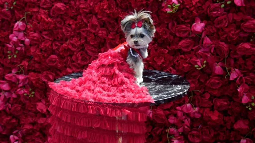 Livie, a Morkie dressed as Salma Hayek, during the "Pet Gala" in New York City on May 22, 2023. The Pet Gala recreates outfits from the Met Gala for animals.