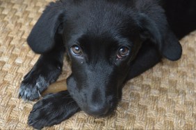 5-Month Old Labrador Retriever Mix Puppy Dog