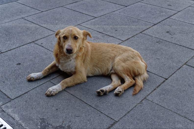 A domestic dog waiting for food in front of a restaurant