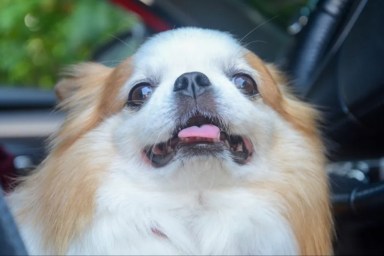 White Chihuahua dog in car similar to the abandoned pup who was rescued by firefighters.