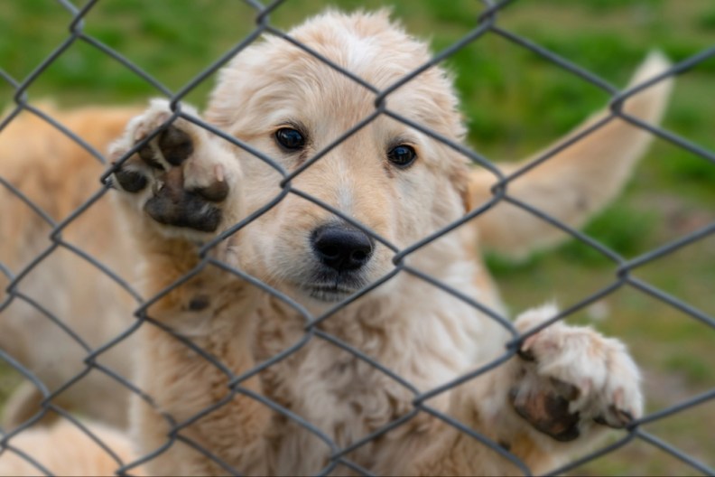 A sad golden puppy dog climbed on wire fence.