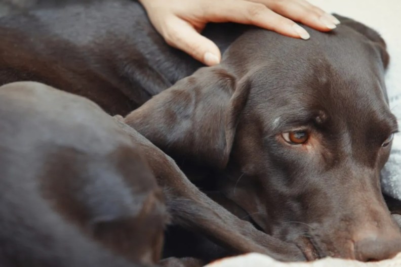 Woman pampering her sick pet.