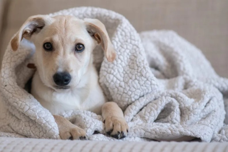 Puppy in a blanket looking at the camera.