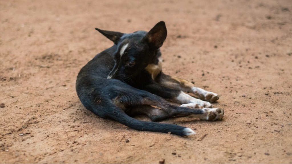 Riberalta, Bolivia. Dog Made Scratching on the Ground