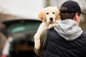 A male criminal stealing or dognapping a puppy