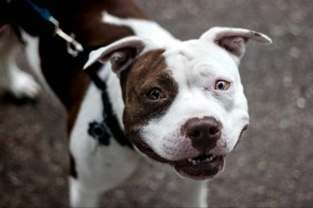 A smiling Pit Bull