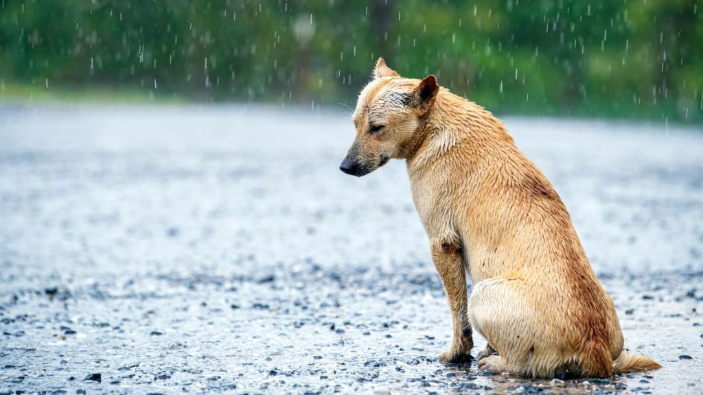 Stray Dog getting wet in rain on road.