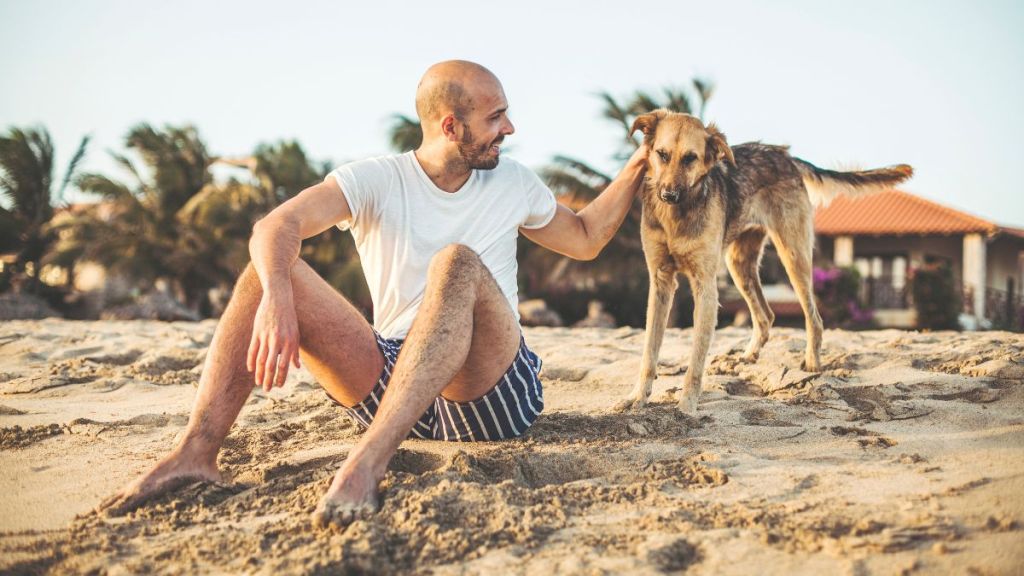 Man petting stray dog, similar to the one who followed a Philadelphia man on his vacation at Puerto Rico.