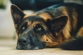 Senior German Shepard dog napping on the floor.