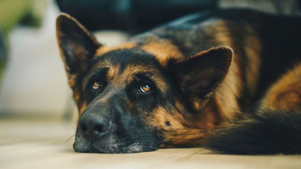 Senior German Shepard dog napping on the floor.