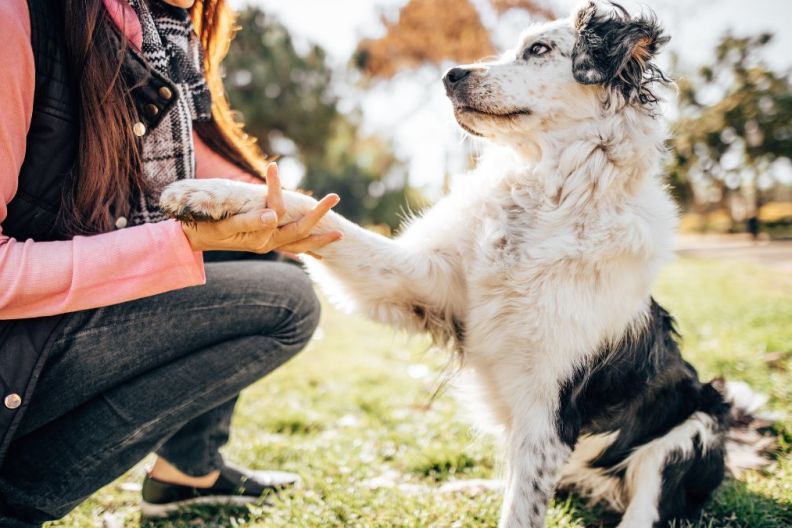 An adorable dog gives their paw to their human, pet parent, owner.