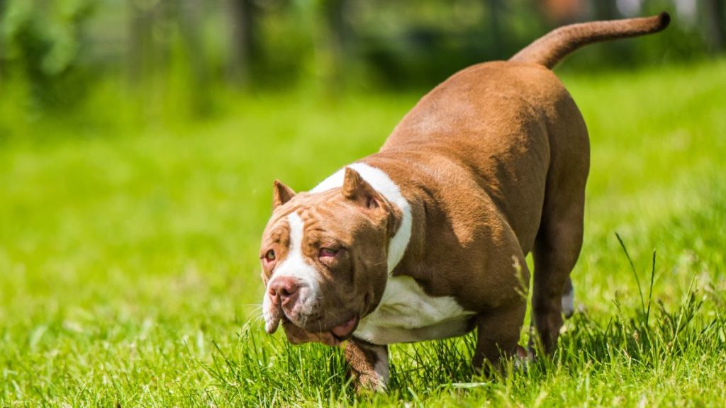 Chocolate brown color female American Bully puppy dog is moving. Medium sized dog with muscular body