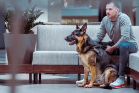 A man in casual clothing sits with his obedient German Shepard service dog, who can be really beneficial to veterans with PTSD, in the lobby of a hospital or corporate business building.