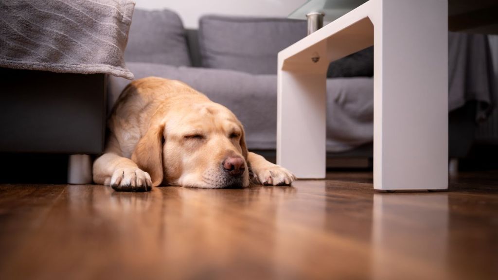 A Labrador Retriever dog sleeps on the floor by the couch.