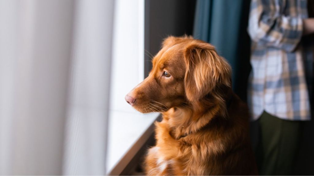 Nova Scotia Duck Tolling Retriever (Toller) look out the window at home.