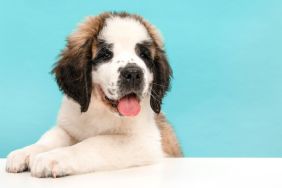 Saint Bernard puppy dog against a white and blue background.