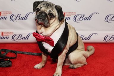 Doug the Pug attends the Endometriosis Foundation Of America's (EndoFound) 12th Annual Blossom Ball at Gotham Hall on May 03, 2024 in New York City.