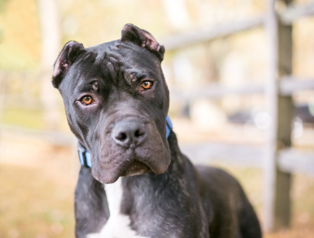 A Presa Canario dog with cropped ears, listening with a head tilt.