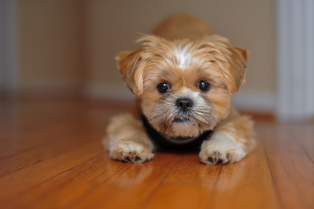 Young Shorkie playing.