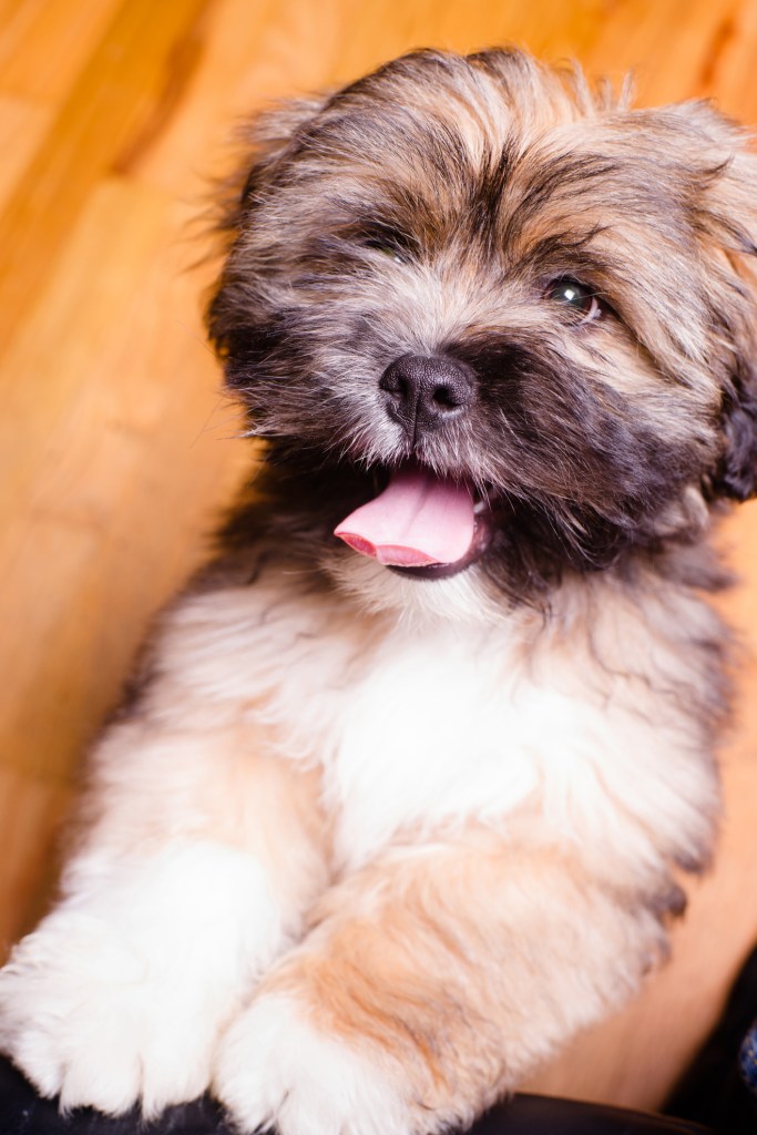 Cheerful Lhasa Apso dog.