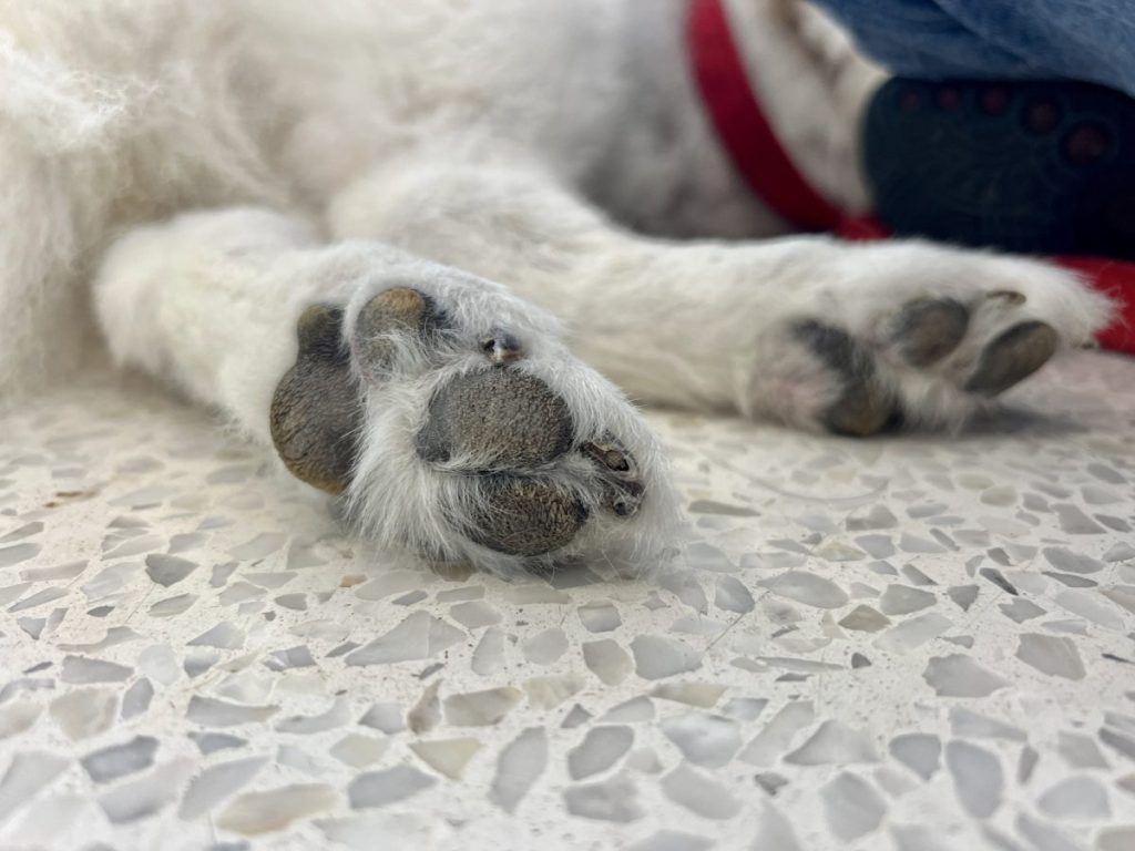 Photo of a dog’s paw with hyperkeratosis.