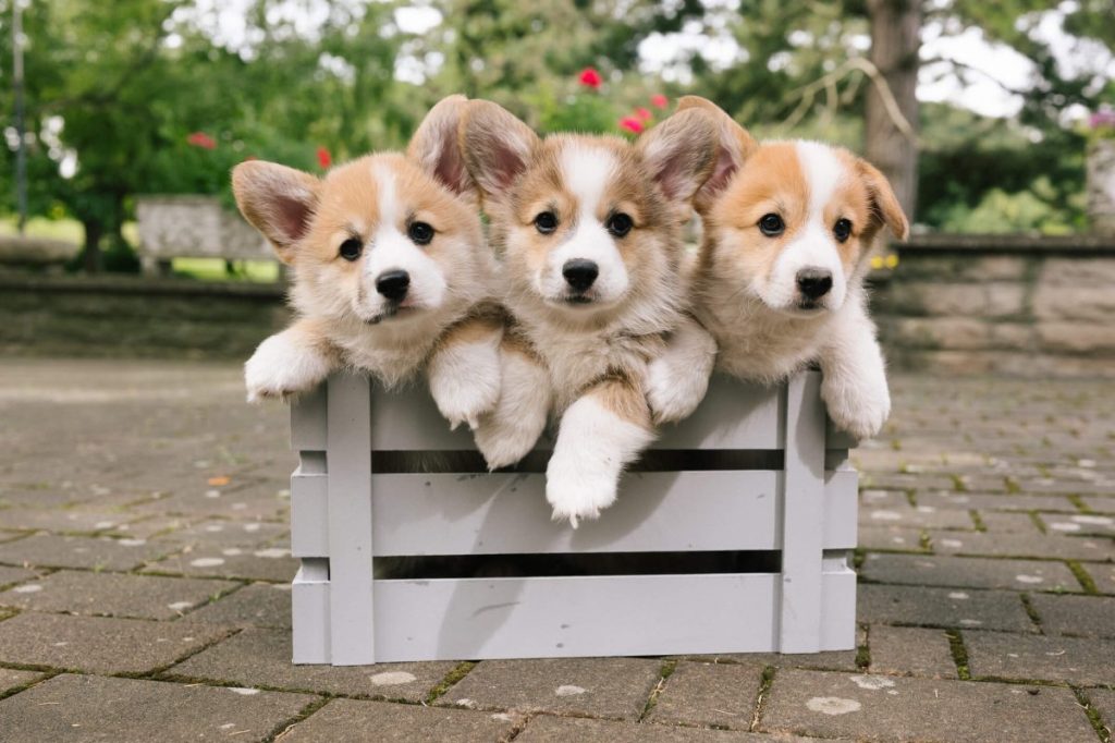 Three Corgi puppies in a crate.