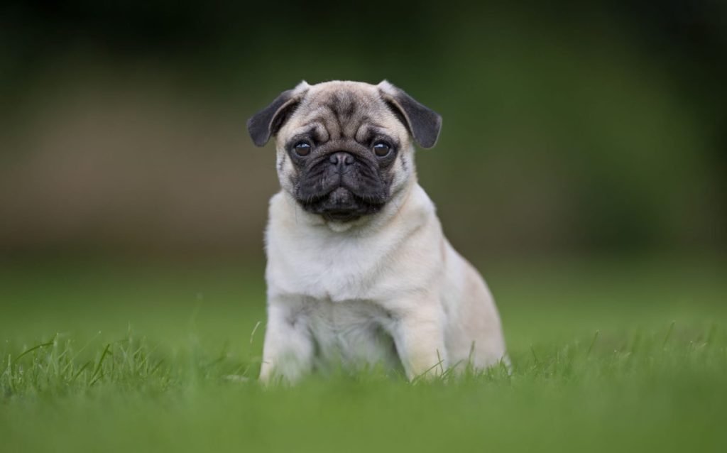 Pug puppy in the grass.