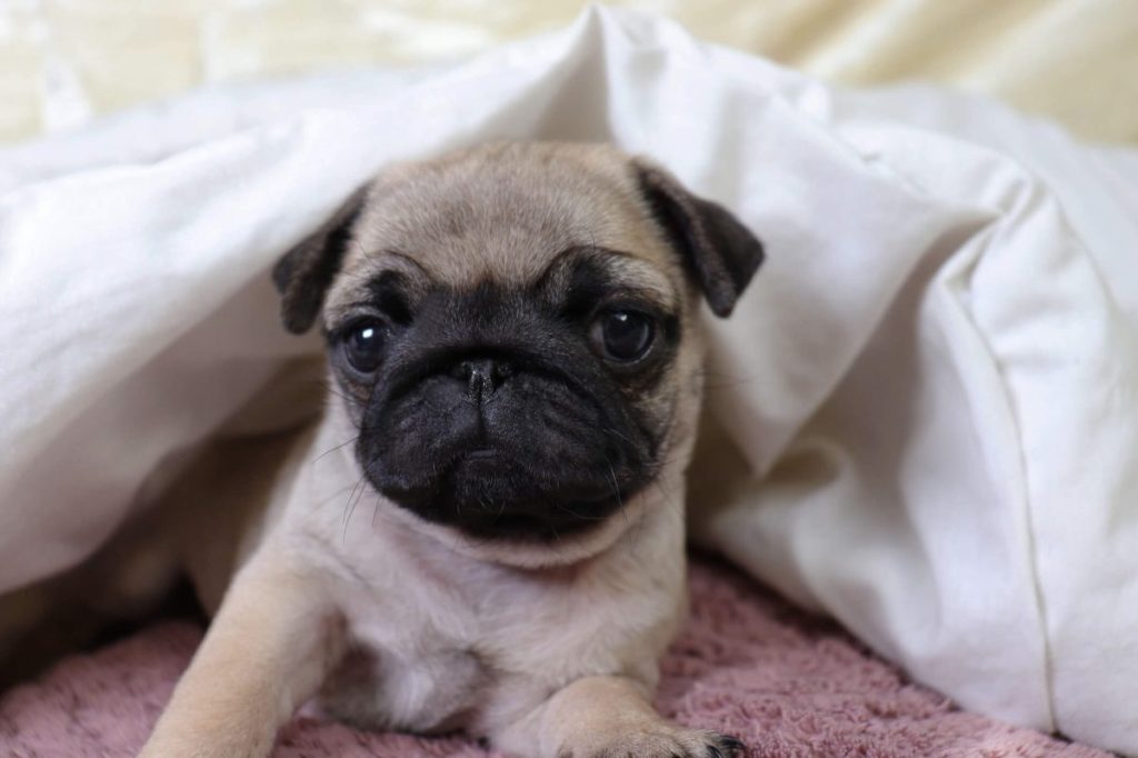 Pug puppy under blanket.