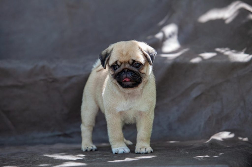 Cute Pug puppy.