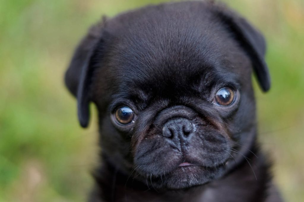 Black Pug puppy.