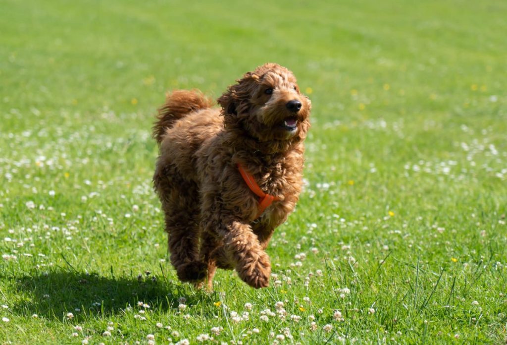 Cockapoo puppy playing and running in grass.