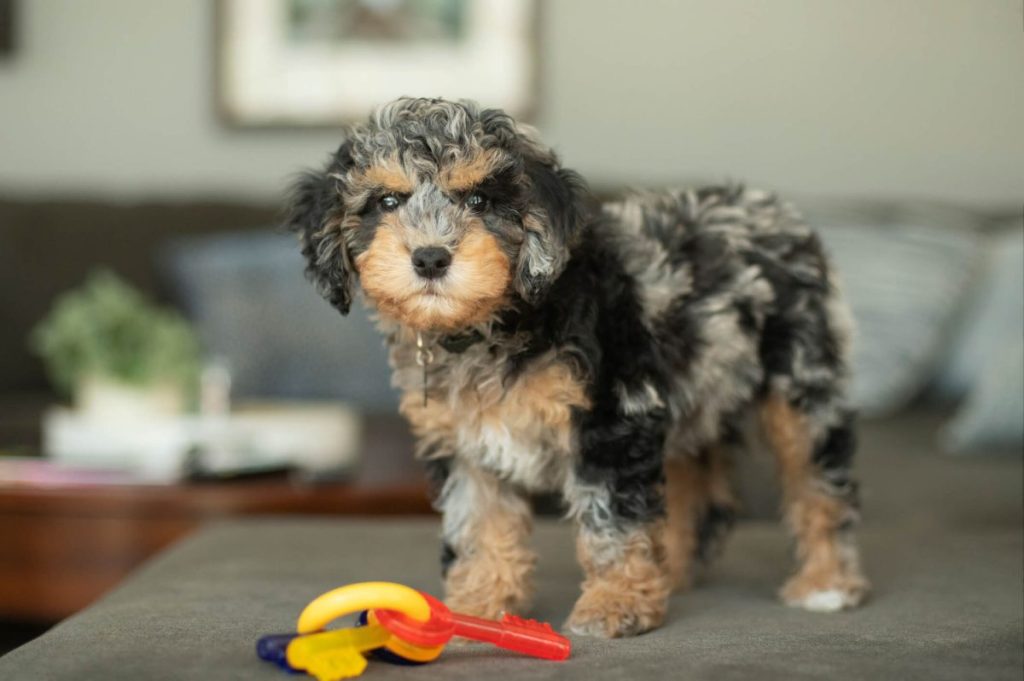 Cockapoo puppy next to a dog toy.