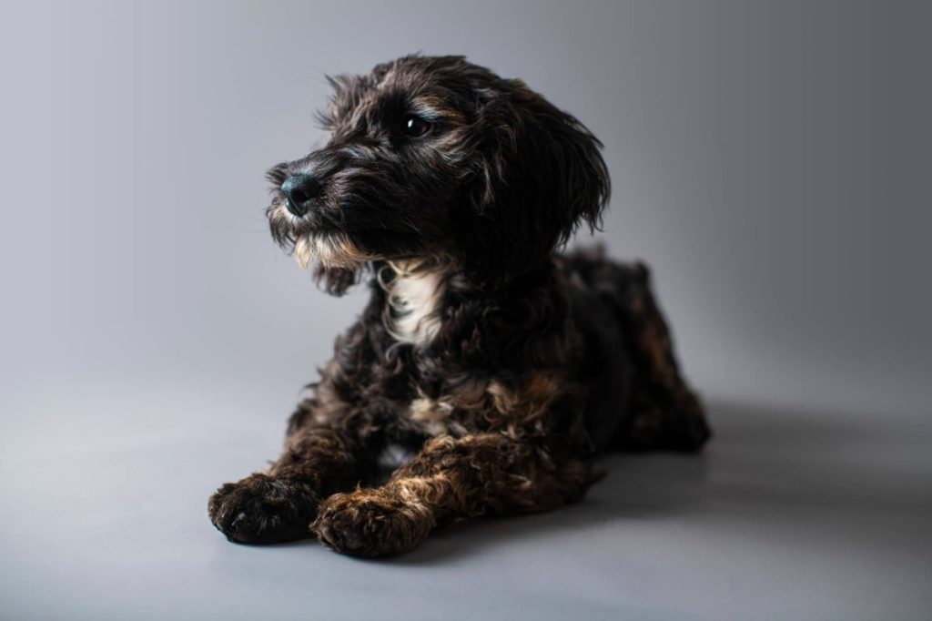 Cockapoo puppy against grey background.