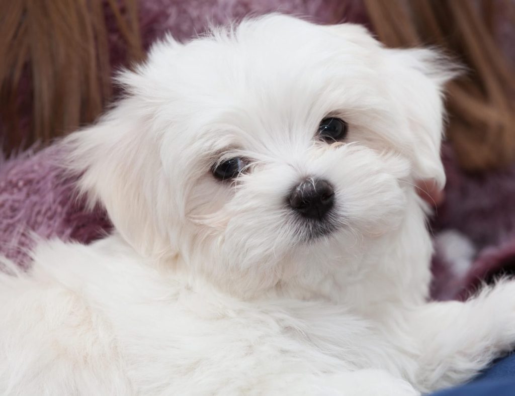 Cute Maltese puppy.