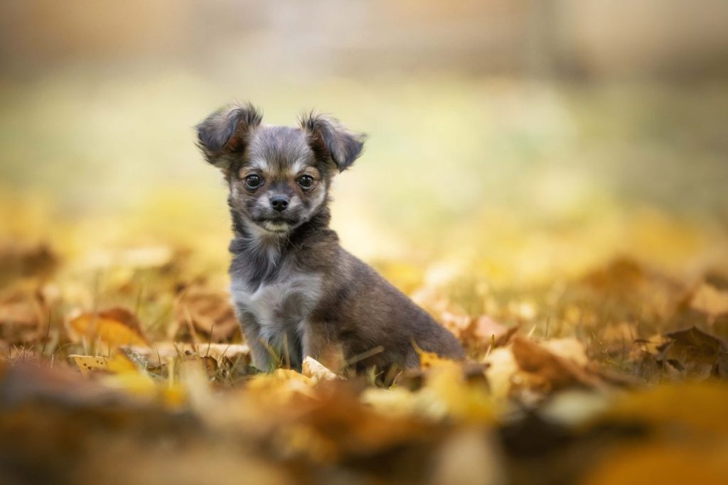 Chihuahua puppy outdoors.