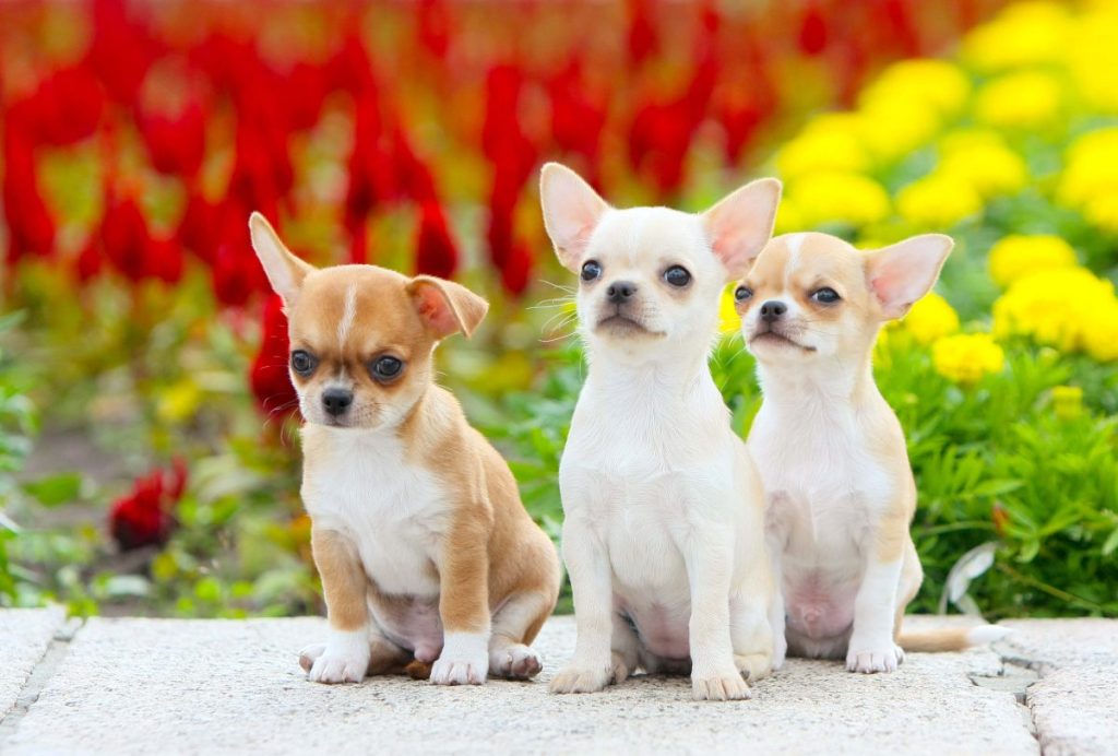 Three Chihuahua puppies.