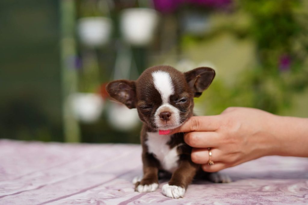 Small Chihuahua puppy being held by human.