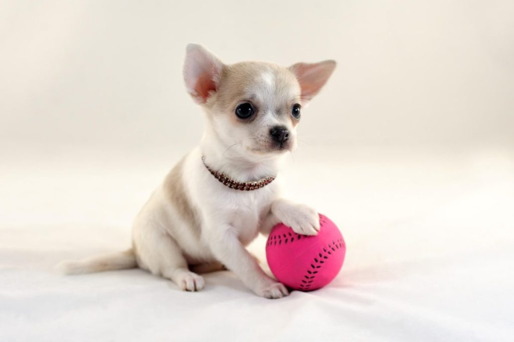 Cute Chihuahua puppy with tennis ball.