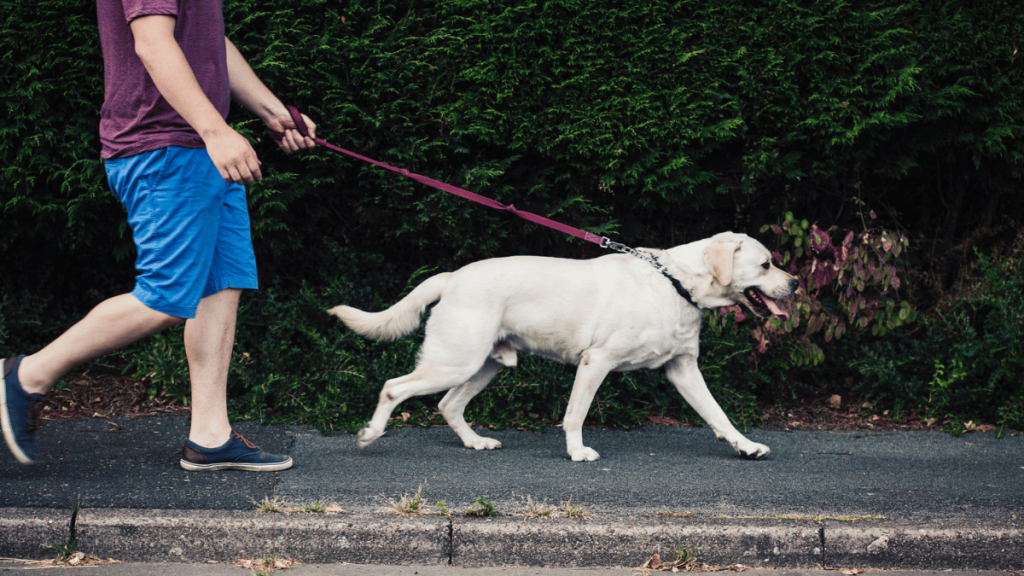 dog walking with a leash