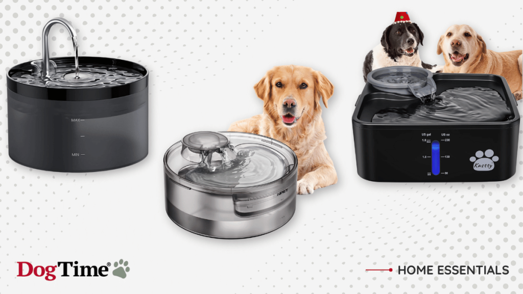 best dog water fountains