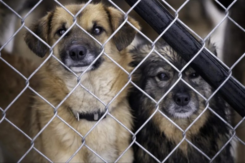 Homeless dogs locked in an animal shelter are waiting for adoption at the fence.