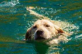 Yellow Labrador Retriever Puppy swimming in a lake, similar to Lake Travis, where a dog potentially died due to exposure to toxic algae.